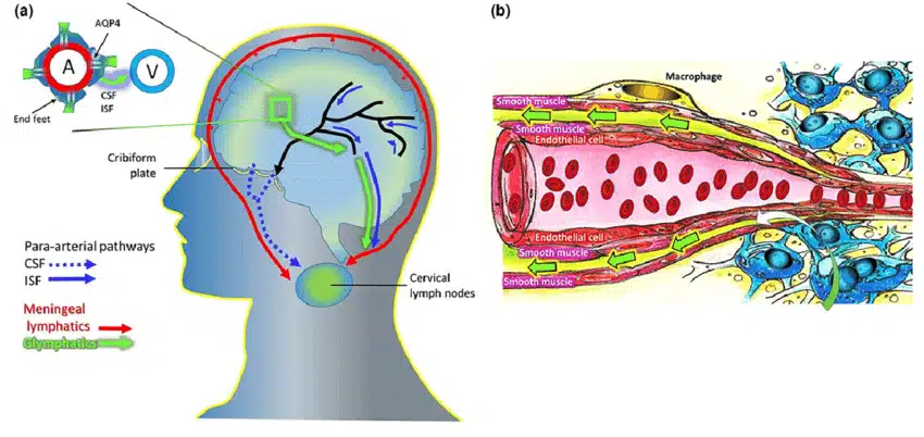 SCOPERTA DEL SISTEMA LINFATICO ALL’INTERNO DEL CERVELLO
