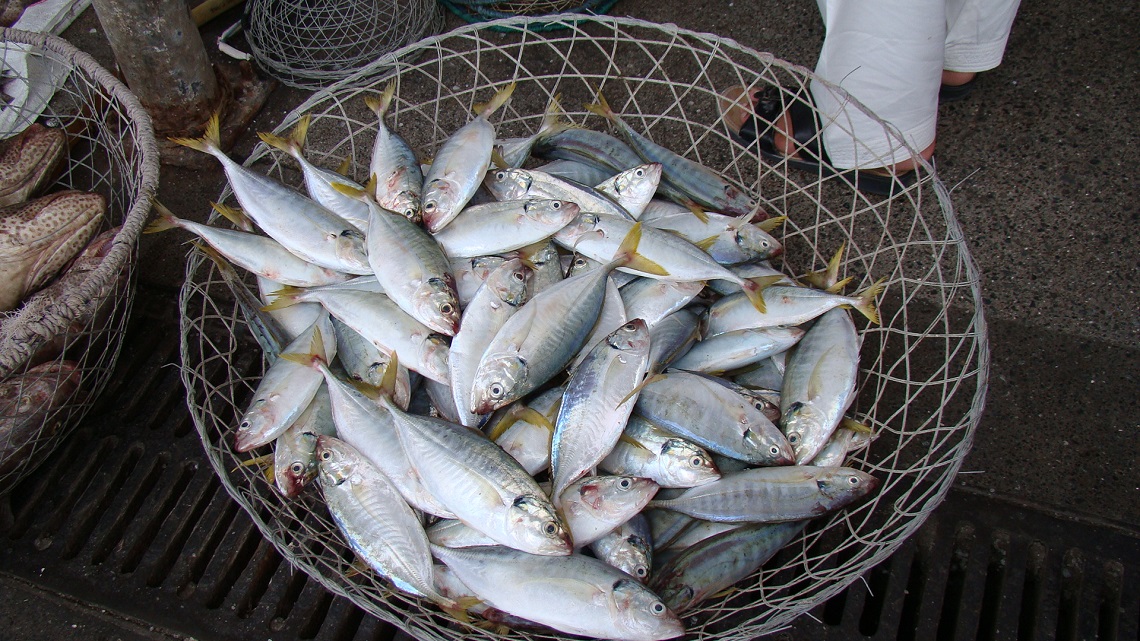 Pesce e Sclerosi Multipla: un consumo regolare potrebbe rallentare la malattia
