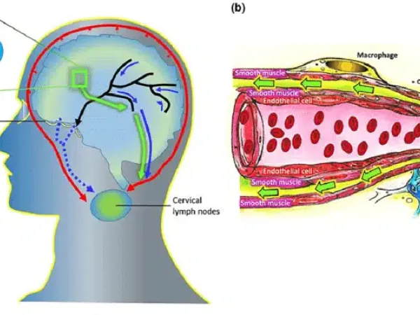 SCOPERTA DEL SISTEMA LINFATICO ALL’INTERNO DEL CERVELLO
