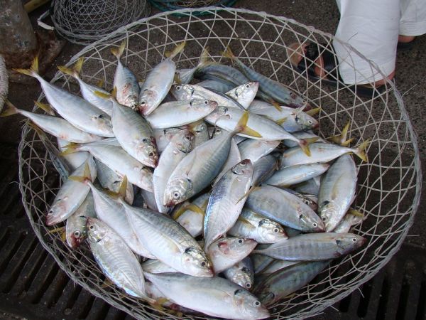 Pesce e Sclerosi Multipla: un consumo regolare potrebbe rallentare la malattia
